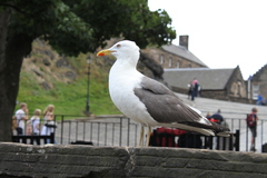 Larus fuscus