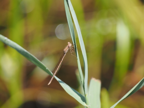 Common Winter Damselfly