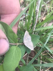 Lomographa glomeraria