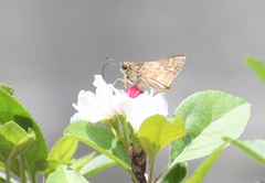 Atalopedes campestris huron