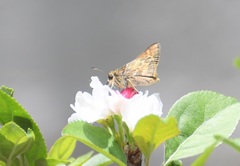 Atalopedes campestris huron