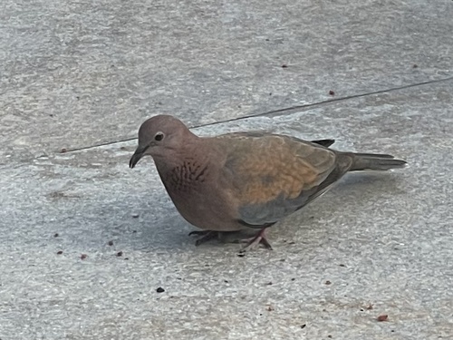Laughing Dove