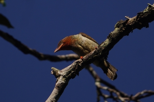 Brown Barbet (Caloramphus fuliginosus), photo 2