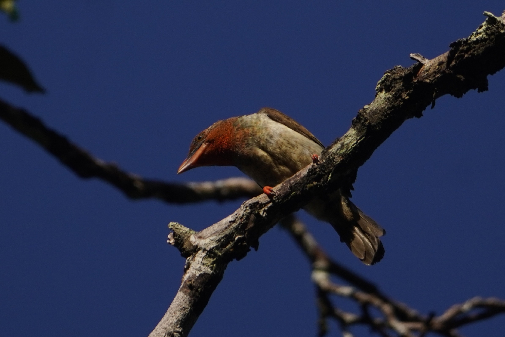Brown Barbet (Caloramphus fuliginosus), photo 2