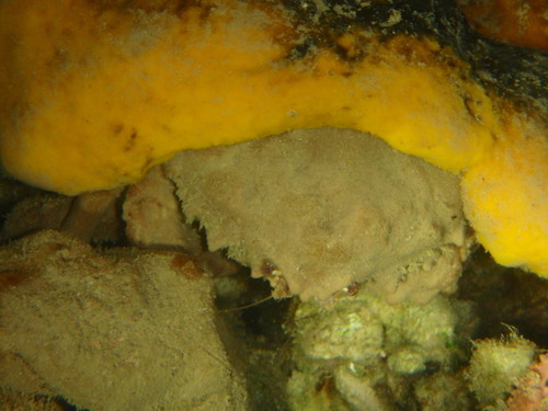 Tumidodromia dormia observed 2026-06-14