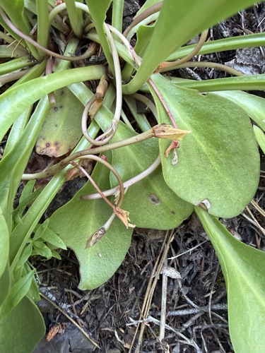 Lewisiopsis tweedyi, photograph 4