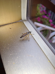 Neomochtherus schineri