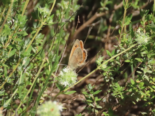 Small Heath