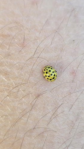 22-spot Ladybird