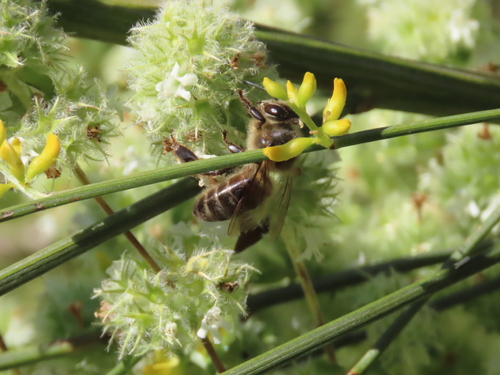 Western Honey Bee