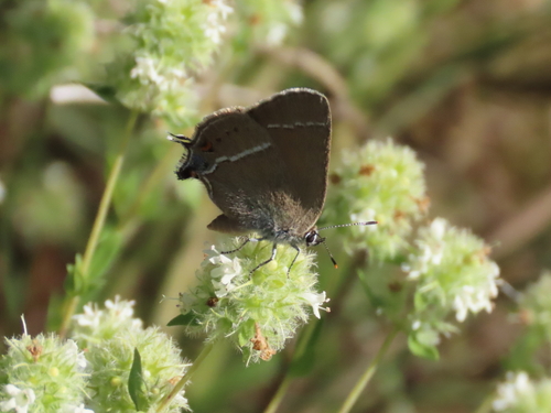 Blue-spot Hairstreak