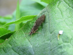 Rhyacophiloidea