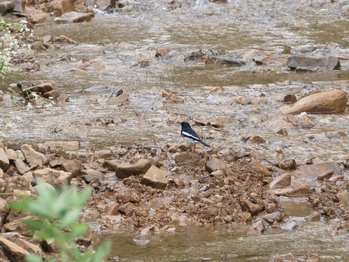 Oriental Magpie-Robin