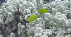 Chaetodon austriacus