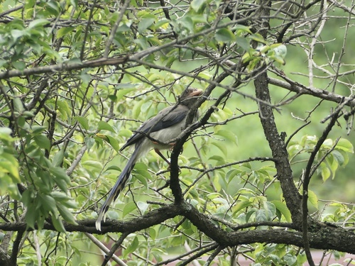 Red-billed Blue-Magpie