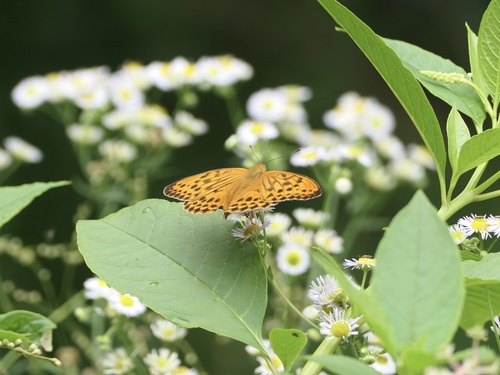Sagana Fritillary