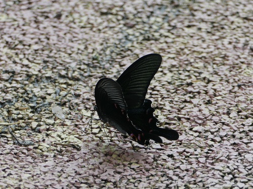 Chinese Peacock Swallowtail
