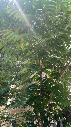 tree-of-heaven