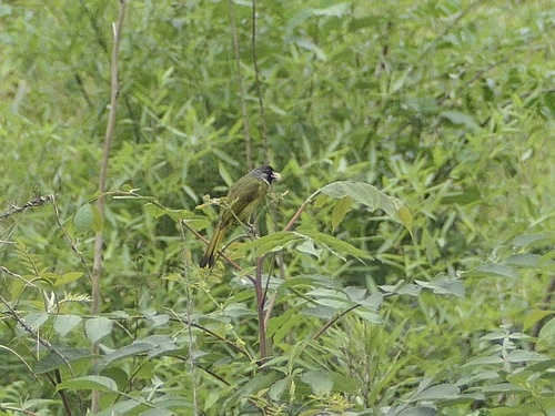 Collared Finchbill