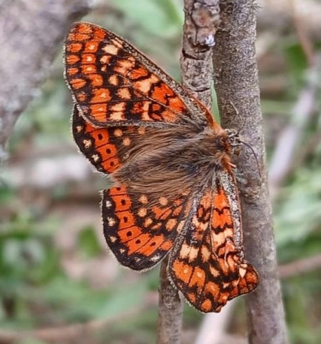 Marsh Fritillary