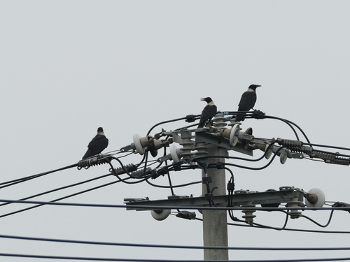 Collared Crow