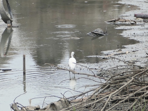 Little Egret