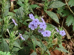 Eranthemum tetragonum