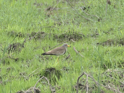 Grey-headed Lapwing