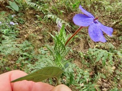 Eranthemum tetragonum
