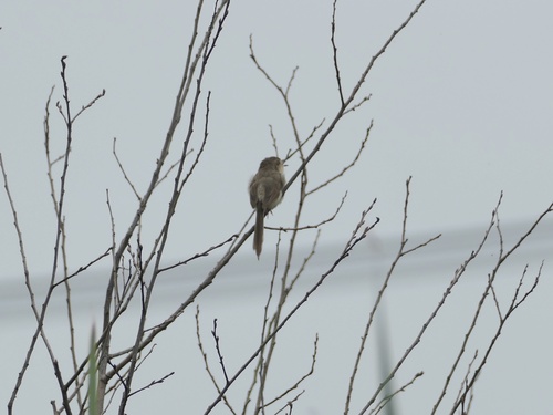 Plain Prinia
