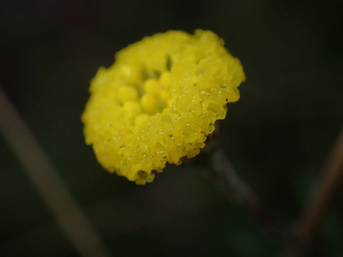 Leptorhynchos tenuifolius, photograph 4