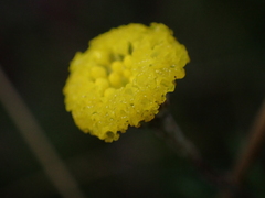 (c) Jared Shorma, some rights reserved (CC BY) Leptorhynchos tenuifolius, photograph (c) Jared Shorma, some rights reserved (CC BY)