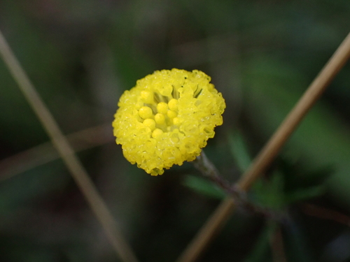 Leptorhynchos tenuifolius, photograph 5