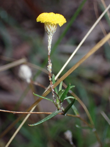 Leptorhynchos tenuifolius, photograph 3