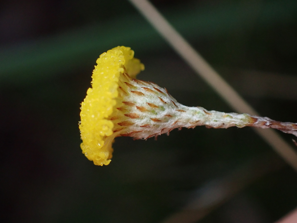 Leptorhynchos tenuifolius; photograph (c) Jared Shorma, some rights reserved (CC BY)