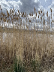 Phragmites australis