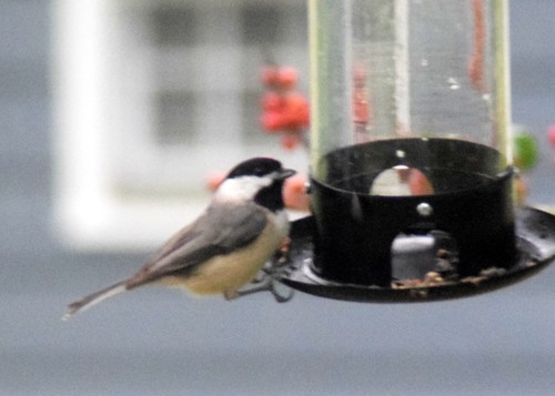 Carolina Chickadee photographed in Delaware