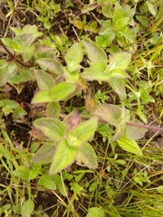 Ageratum conyzoides