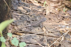 Sceloporus taeniocnemis