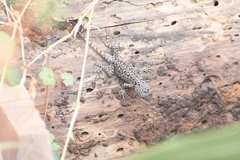 Sceloporus taeniocnemis