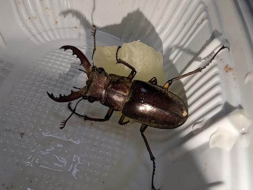 Lucanus maculifemoratus maculifemoratus