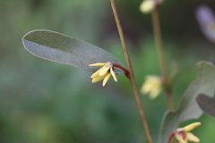 Deeringothamnus rugelii