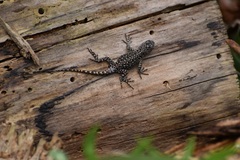 Sceloporus taeniocnemis