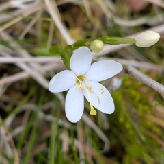 Sea Centaury (Centaurium scilloides)