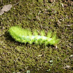 Automeris coresus