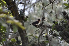 Turdus rufitorques