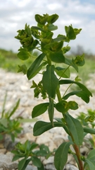 Euphorbia spathulata