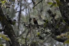 Turdus rufitorques