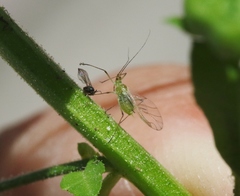 Hyalomyzus monardae