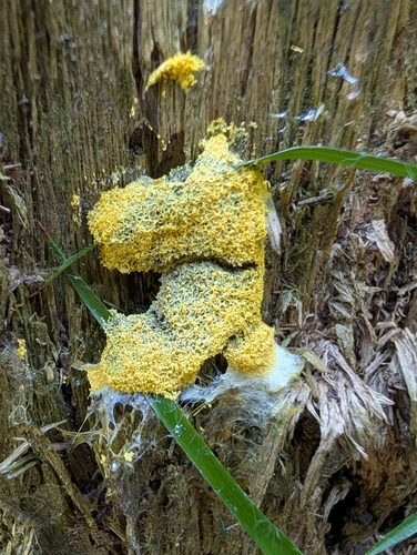 Dog Vomit Slime Mold